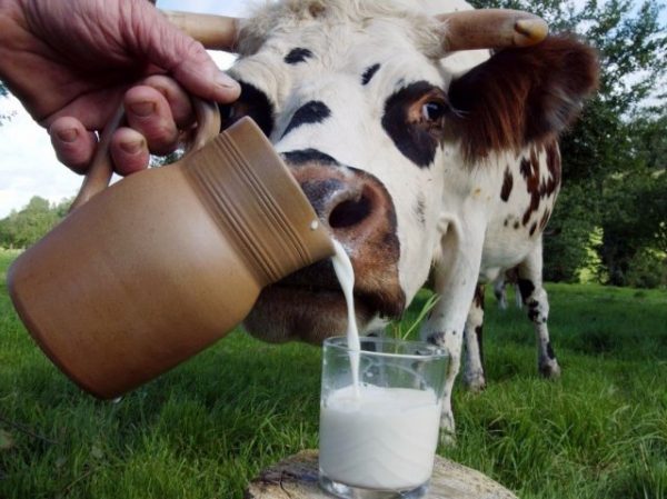 Цены на молоко в России будут снижаться: разработан новый механизм регулирования