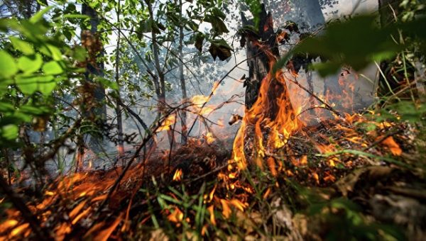 Лесные пожары на юге Хорватии взяли под контроль