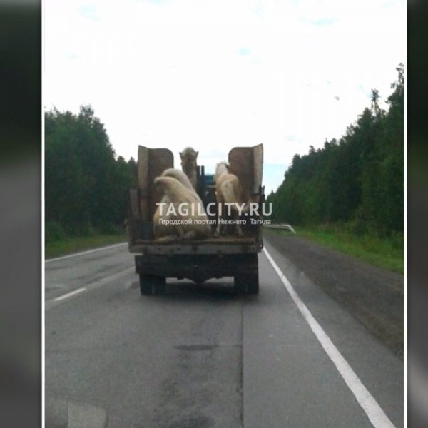 Водителю грузовика грозит лишение прав на 3 месяца за нарушение ПДД при перевозке пони и верблюда из Нижнего Тагила в Екатеринбург (ФОТО)