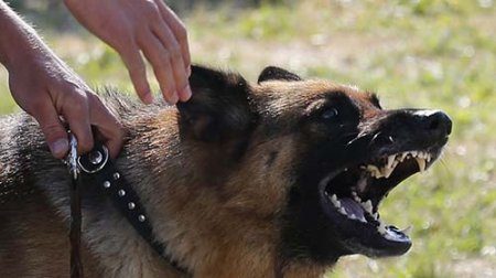 В Нижнем Тагиле прокуратура ищет хозяина собак, которые чуть не загрызли 4-летнего ребенка