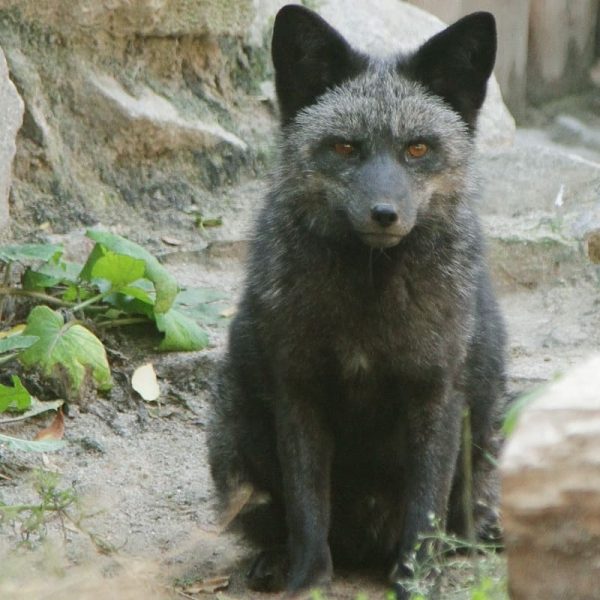 В екатеринбургском зоопарке поселился серебристо-черный лис из Тюмени