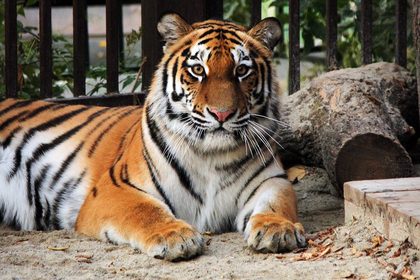 Амурская тигрица Джуна перестала стесняться – её могут увидеть все посетители Екатеринбургского зоопарка