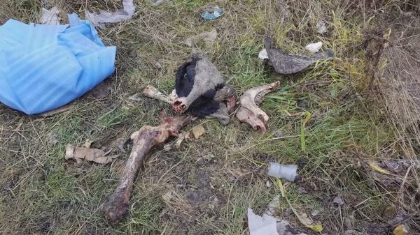 Гнилые останки коров и коз обнаружили под Нижним Тагилом местные жители