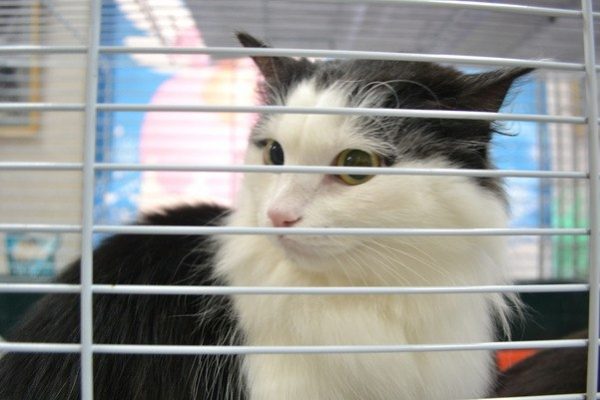 25 кошек и собак обрели новый дом на выставке беспородных животных