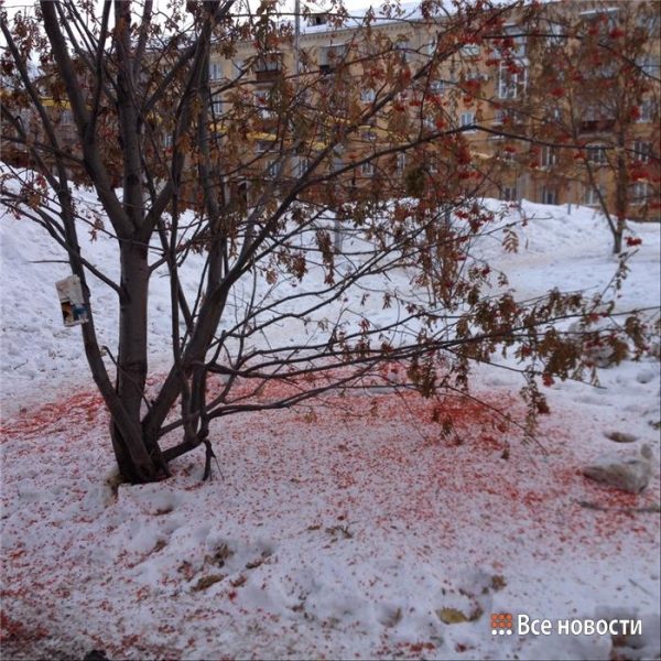 Снег во дворах и скверах Нижнего Тагила окрасился в красный