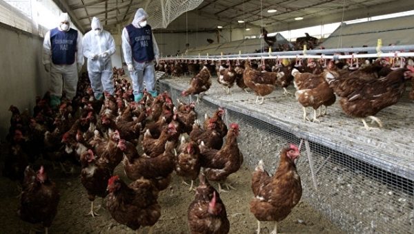 На фермах на Тайване выявили пять новых вспышек птичьего гриппа