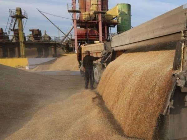 Пошлина на ввоз в Турцию российских зерновых достигает 130%: Минсельхоз задумывается об альтернативных рынках сбыта