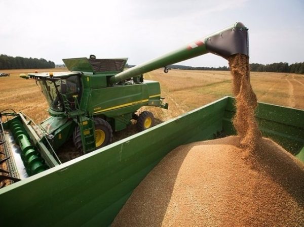 Российский экспорт пшеницы в Турцию вырос в четыре раза