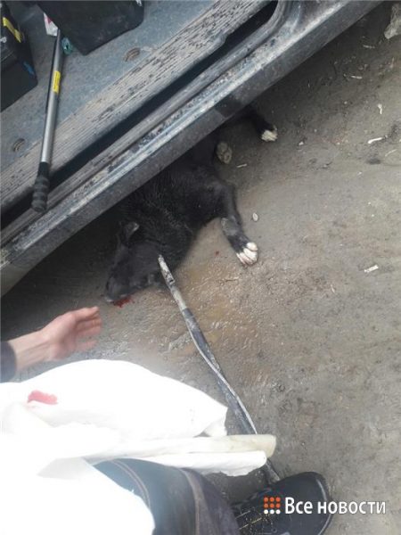 В результате стычки отловщиков и сердобольных тагильчанок собака погибла