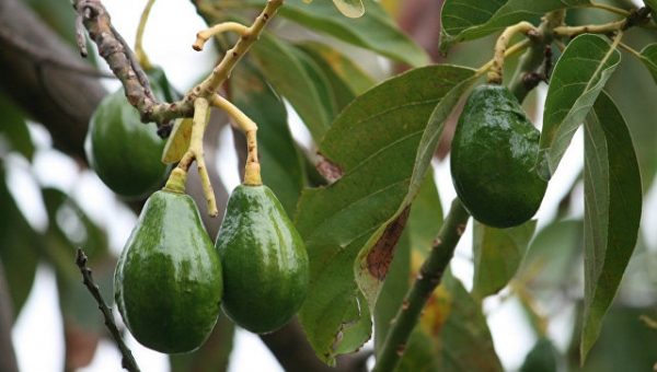 Работники калифорнийской компании украли авокадо на сумму $300 тысяч