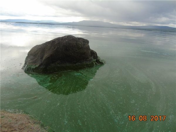 Черноисточинский водоём покрылся плёнкой из сине-зеленых водорослей