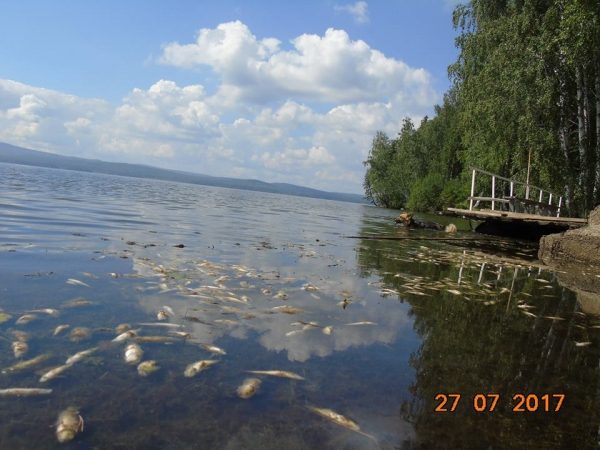 Цианобактерии вызвали новый мор рыбы в Черноисточинском пруду