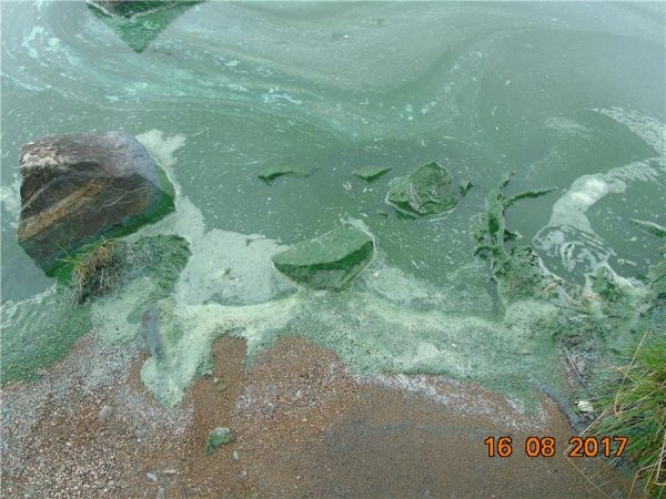 Черноисточинский водоём покрылся плёнкой из сине-зеленых водорослей