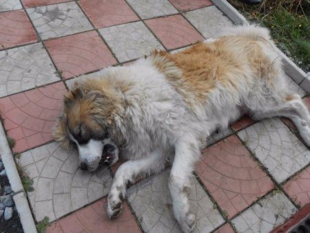 Пьяный садист до смерти забил собаку ломом