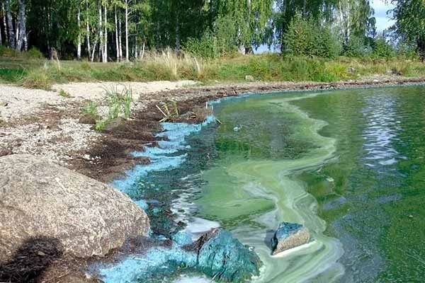 В водах Черноисточинского пруда Нижнего Тагила исследователи нашли сине-зелёную водоросль афанизоменон