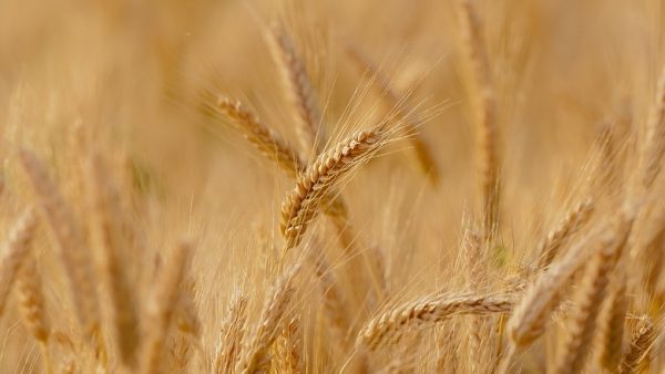 План по сбору урожая перевыполнен в Свердловской области 
