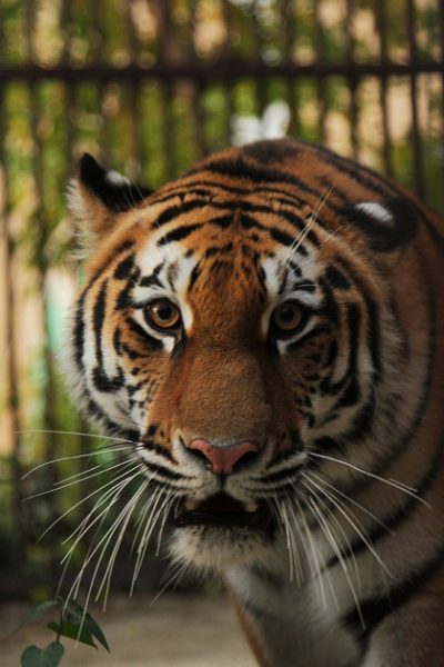 Амурская тигрица Джуна перестала стесняться – её могут увидеть все посетители Екатеринбургского зоопарка