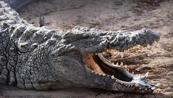В городе на юге Таиланда ловят трехметрового крокодила, сообщили СМИ