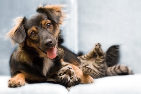 Пушистый компаньон: почему мы выбираем кошек или собак