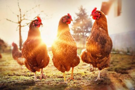 В России впервые выявили заражение птичьим гриппом: можно ли теперь есть курятину