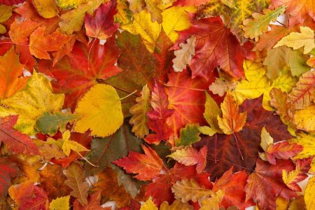 Почему валяться в опавшей листве опасно: аллерголог