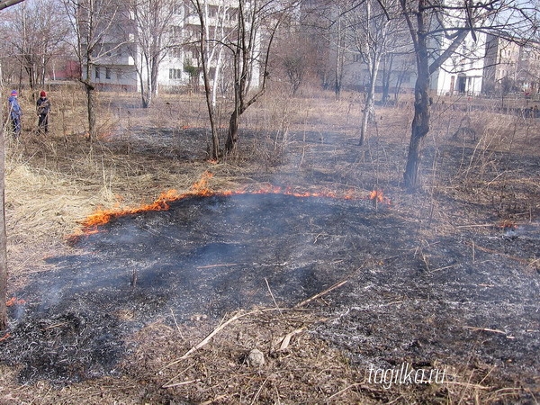 О возгораниях можно сообщить через приложение «Берегите лес»