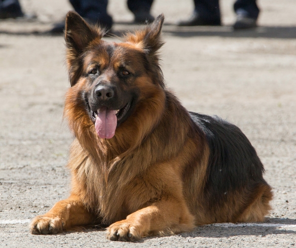 Защита объектов – в надежных лапах. В Нижнем Тагиле прошли соревнования служебных собак