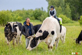 В посёлке под Нижним Тагилом семья вегетарианцев держит приют для коров, спасая их от убоя